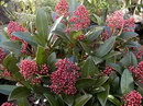Skimmia japonica
